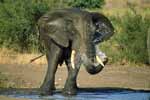 African Elephant in South Africa