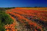 Cape Wine Lands
